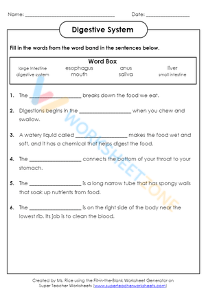 Free Printable Digestive Systems Worksheets for Students