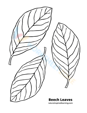 Beech Leaves