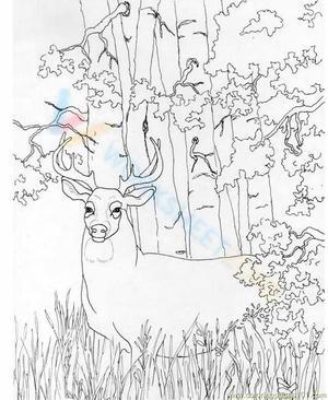 buck deer coloring page