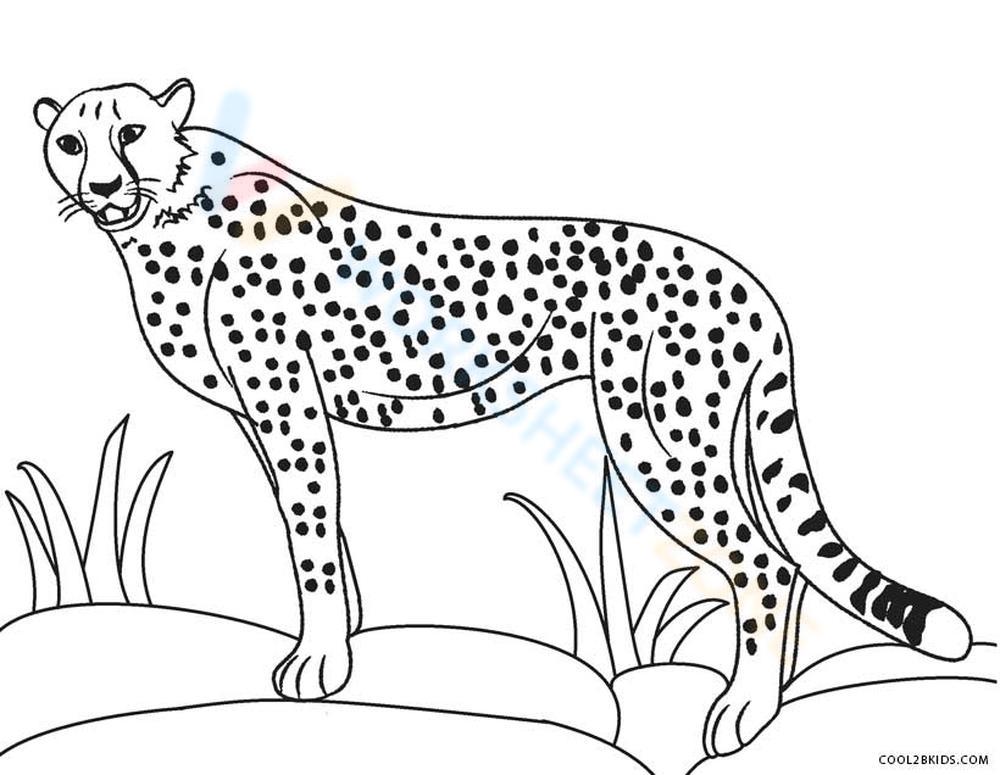 cheetah coloring pages for kids