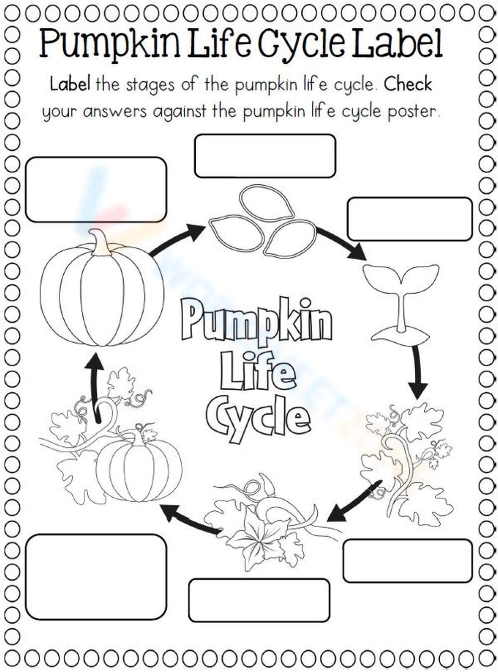 Pumpkin Life Cycle Label Worksheet