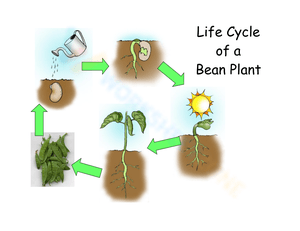 Bean Plant Life Cycle worksheets