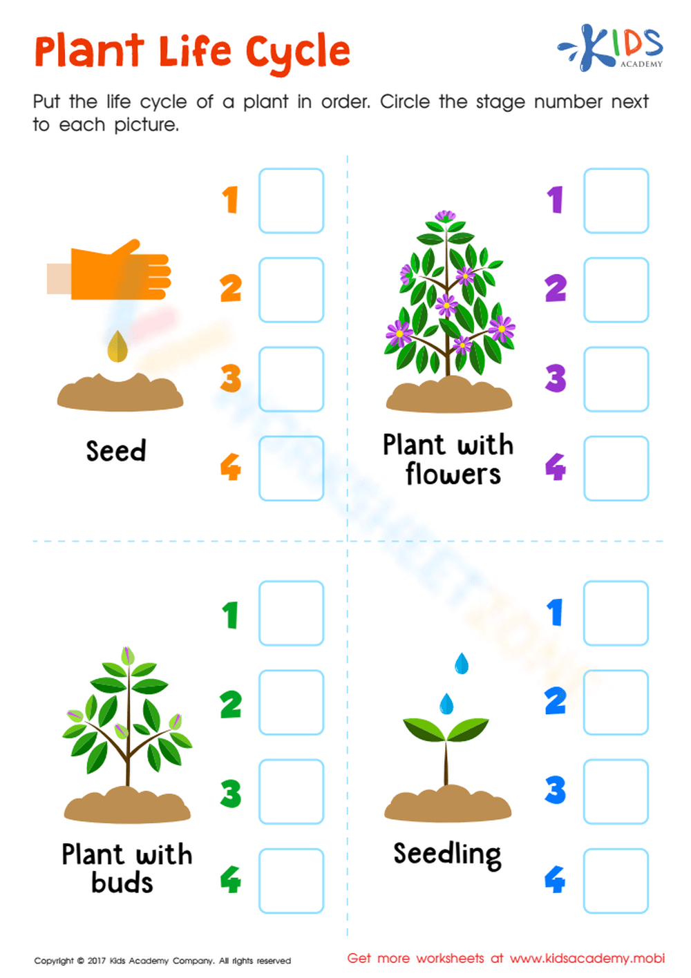 tree life cycle worksheet