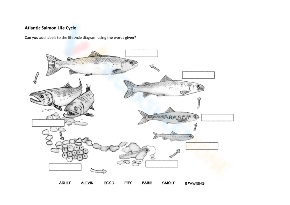 salmon life cycle diagram