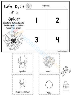 life cycle of a spider diagram