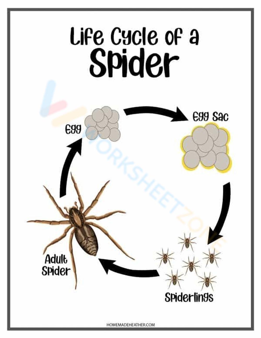 life cycle of a spider diagram