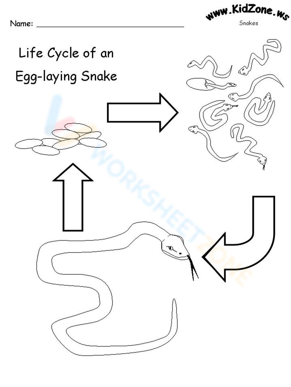 Life Cycle Of An Egg-laying Snake 2 Worksheet