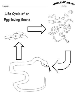 Snake life cycle worksheets