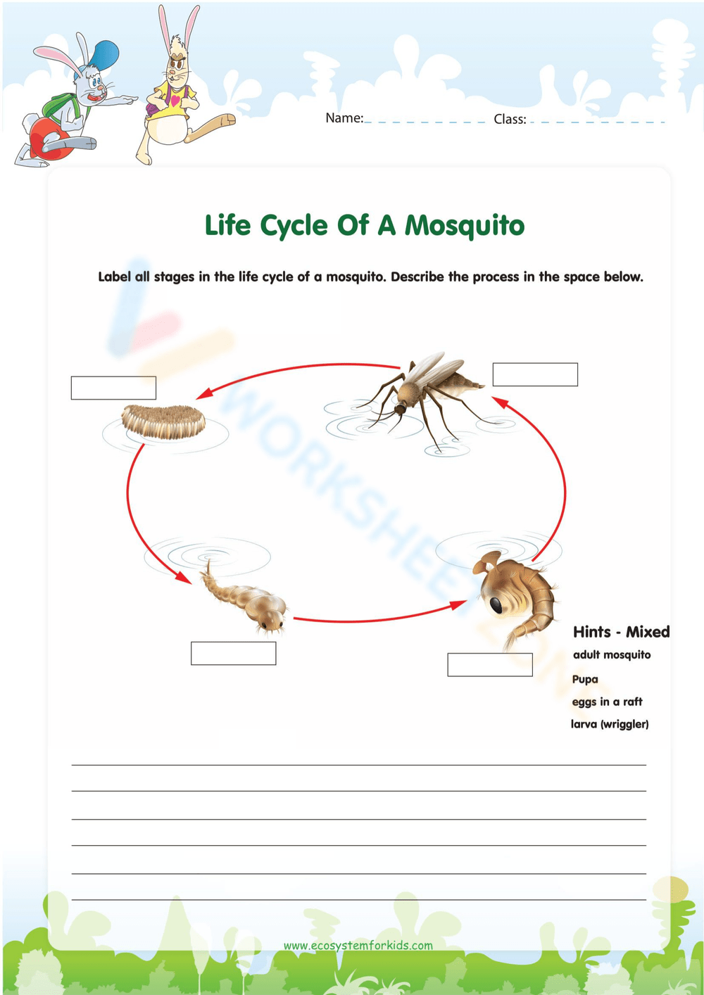 life cycle of a mosquito worksheet