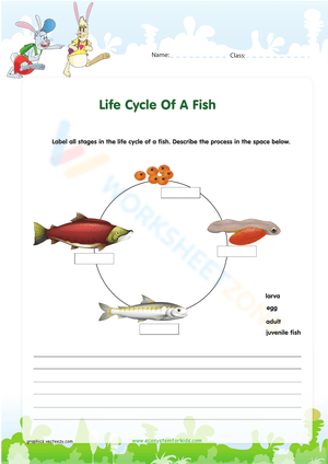 fish life cycle