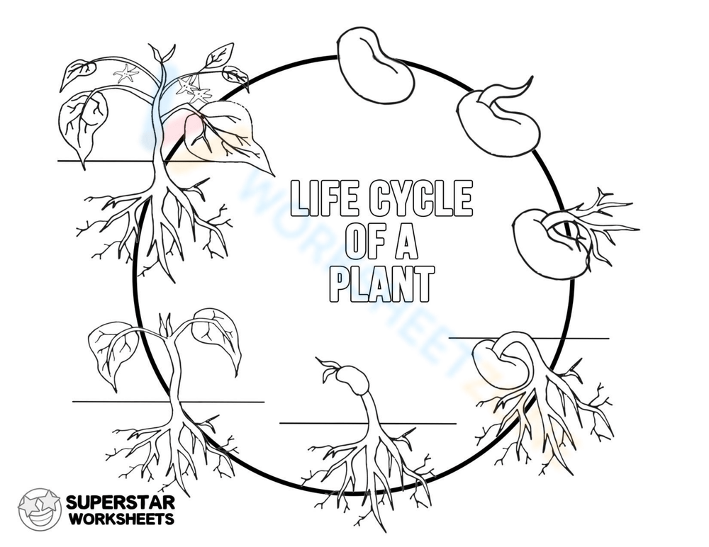 plant life cycle coloring page