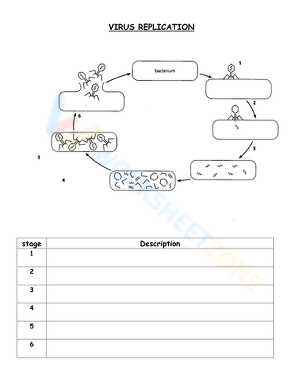 virus diagram worksheet