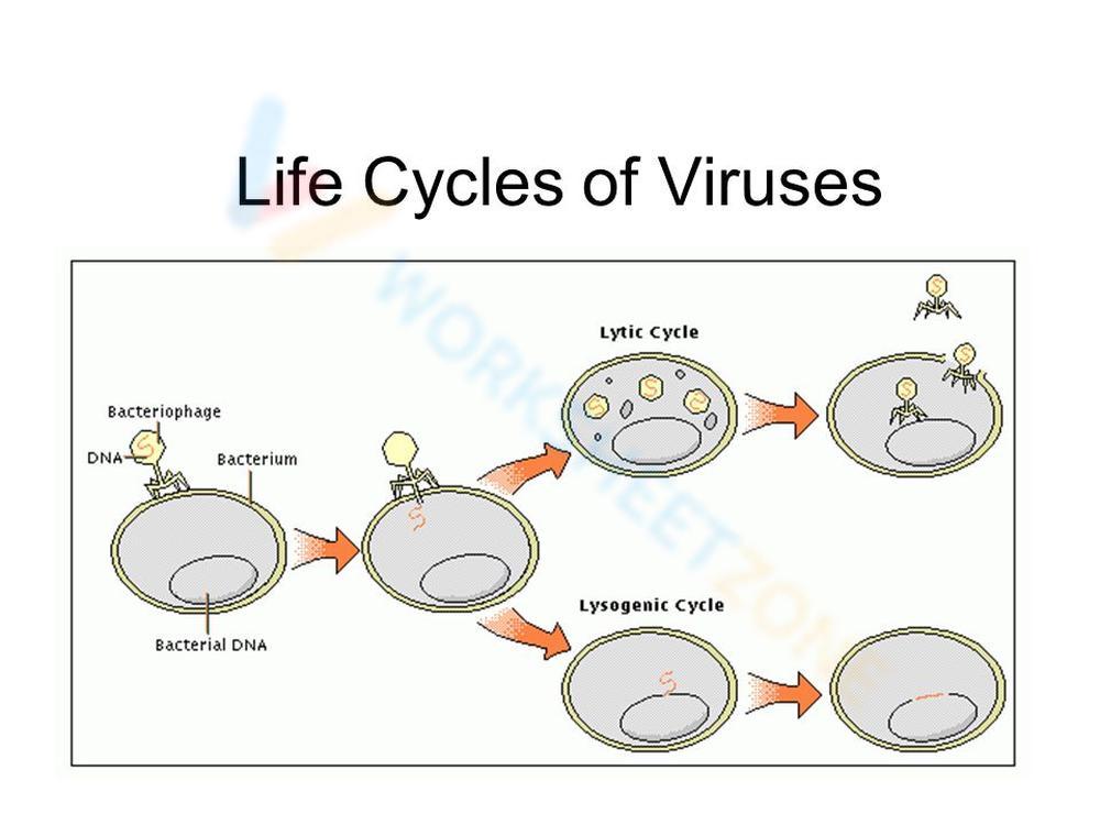 virus diagram worksheet