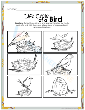 bird life cycle