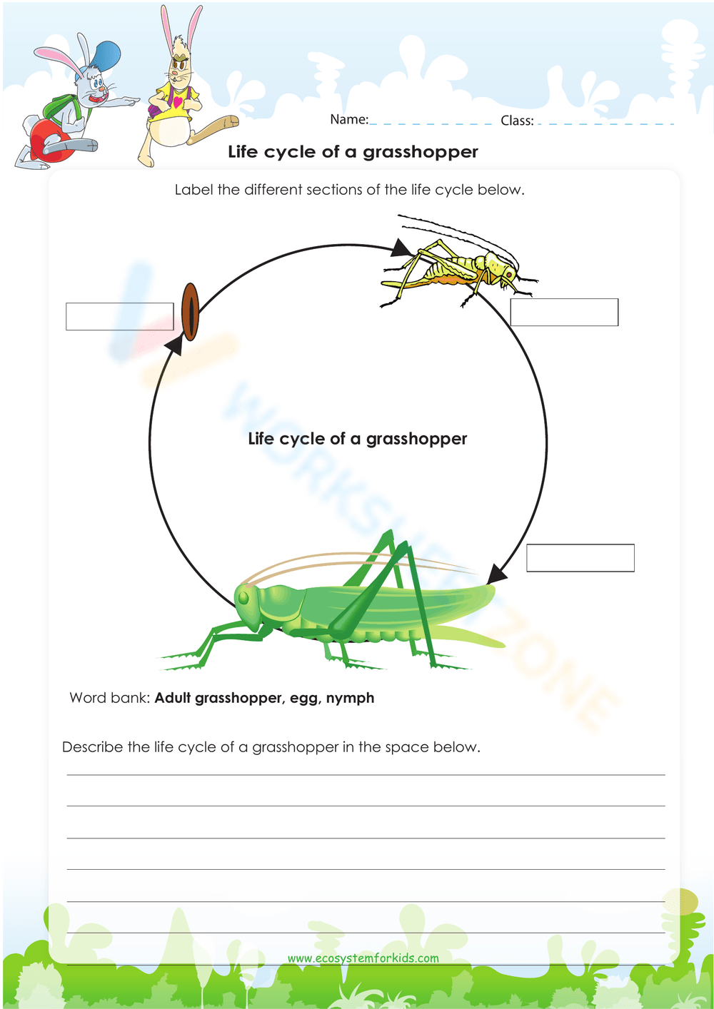 grasshopper life cycle worksheet