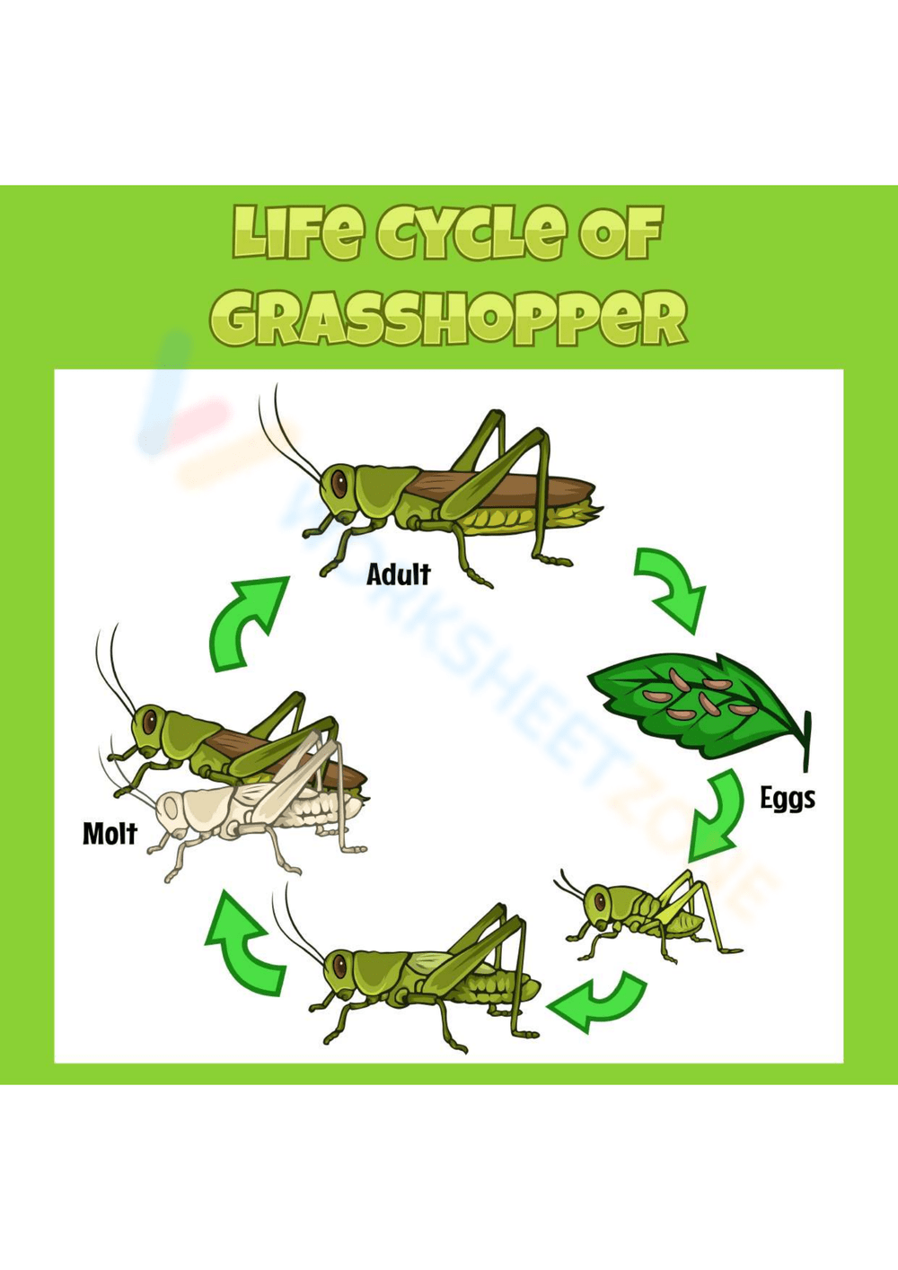 grasshopper life cycle worksheet