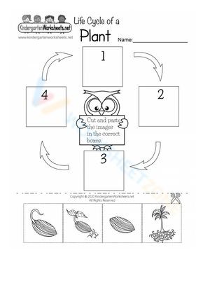 life cycle of a plant worksheet