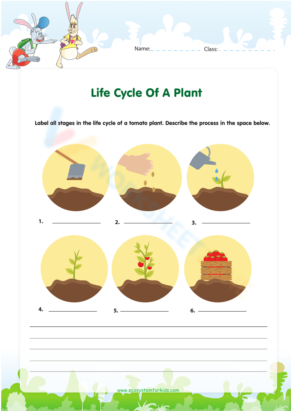 stages of plant growth worksheet