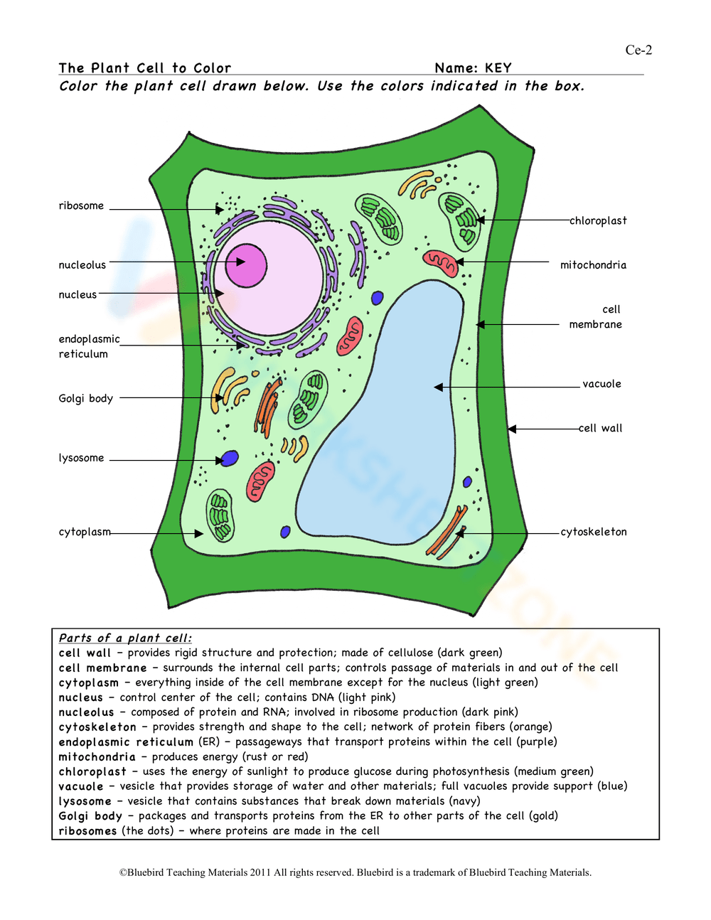 Free Collection Of Plant Cells Worksheets For Teaching 4401