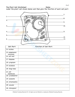 The Plant Cell Worksheet