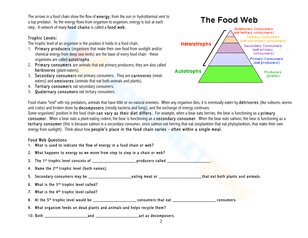 Food Chains, Food Webs, and Energy Pyramid