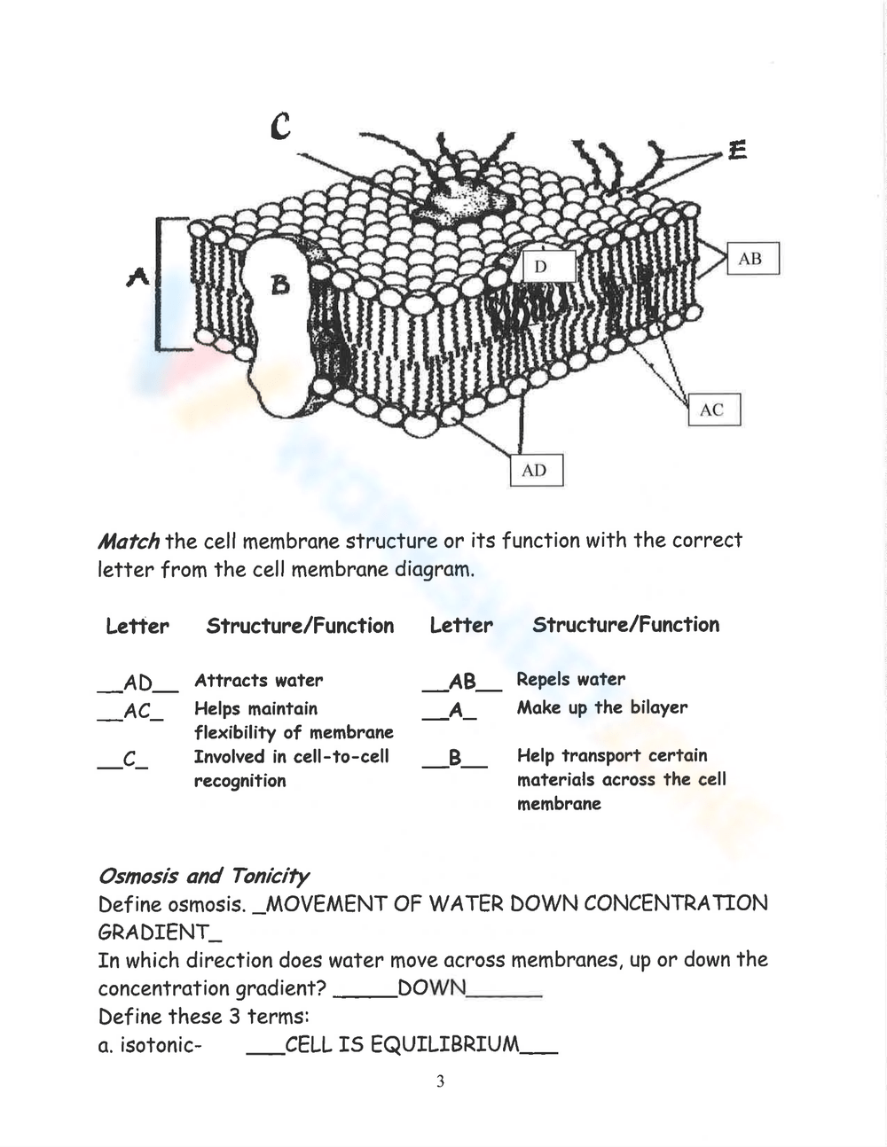 plasma membrane labeling worksheet