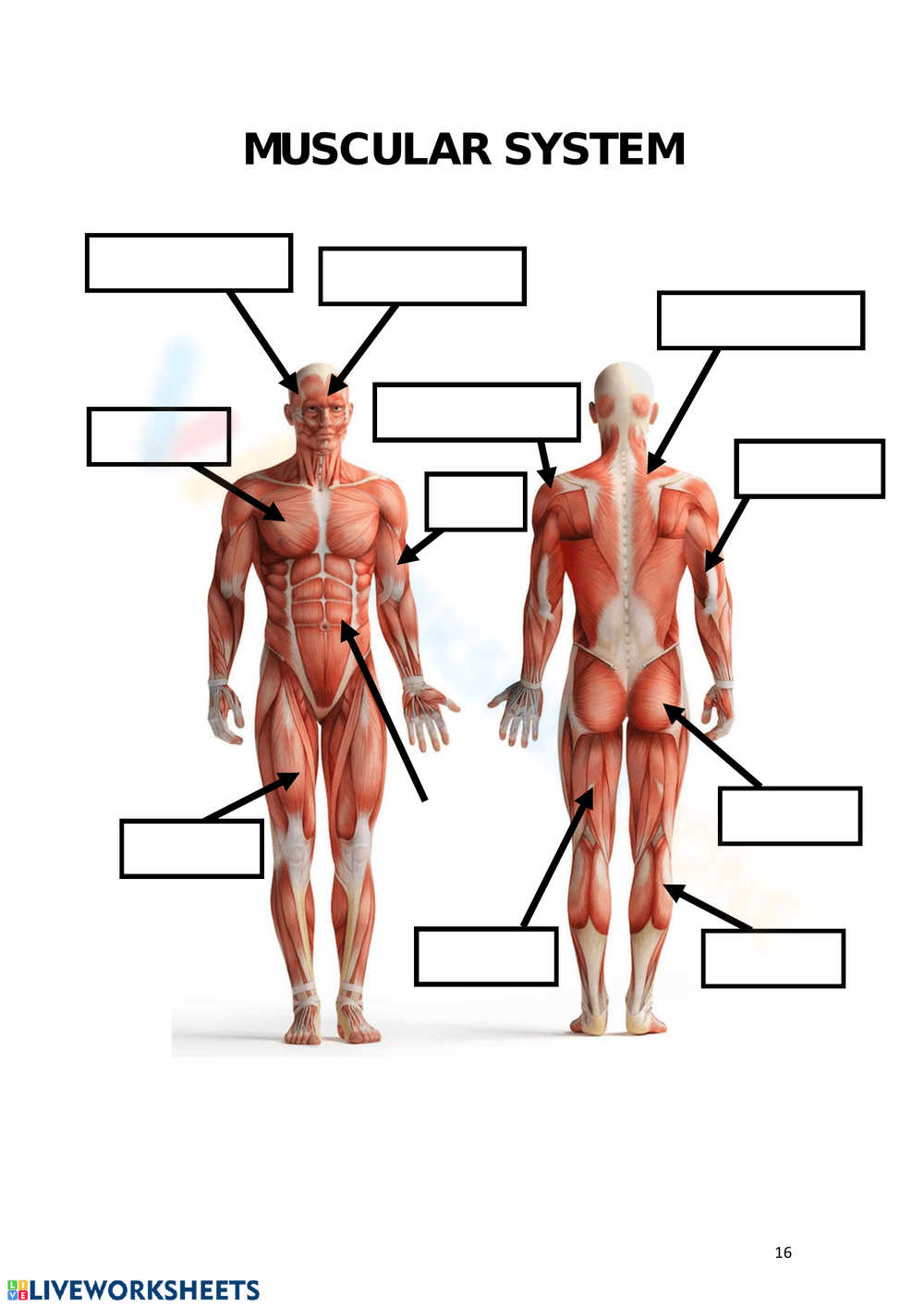 MUSCULAR SYSTEM