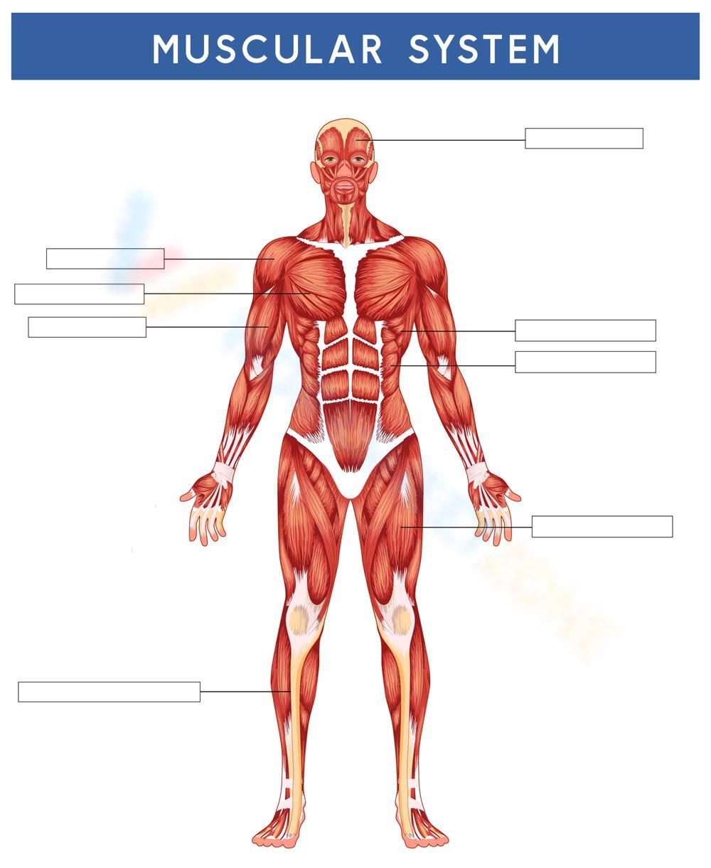 Muscular System Diagram Worksheet 2687