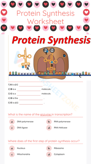 Protein Synthesis Worksheet 3