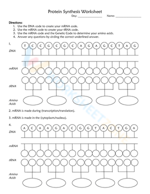 Protein Synthesis Worksheet 2