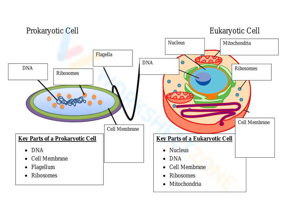 Free Printable Prokaryote and Eukaryote Cells Worksheets