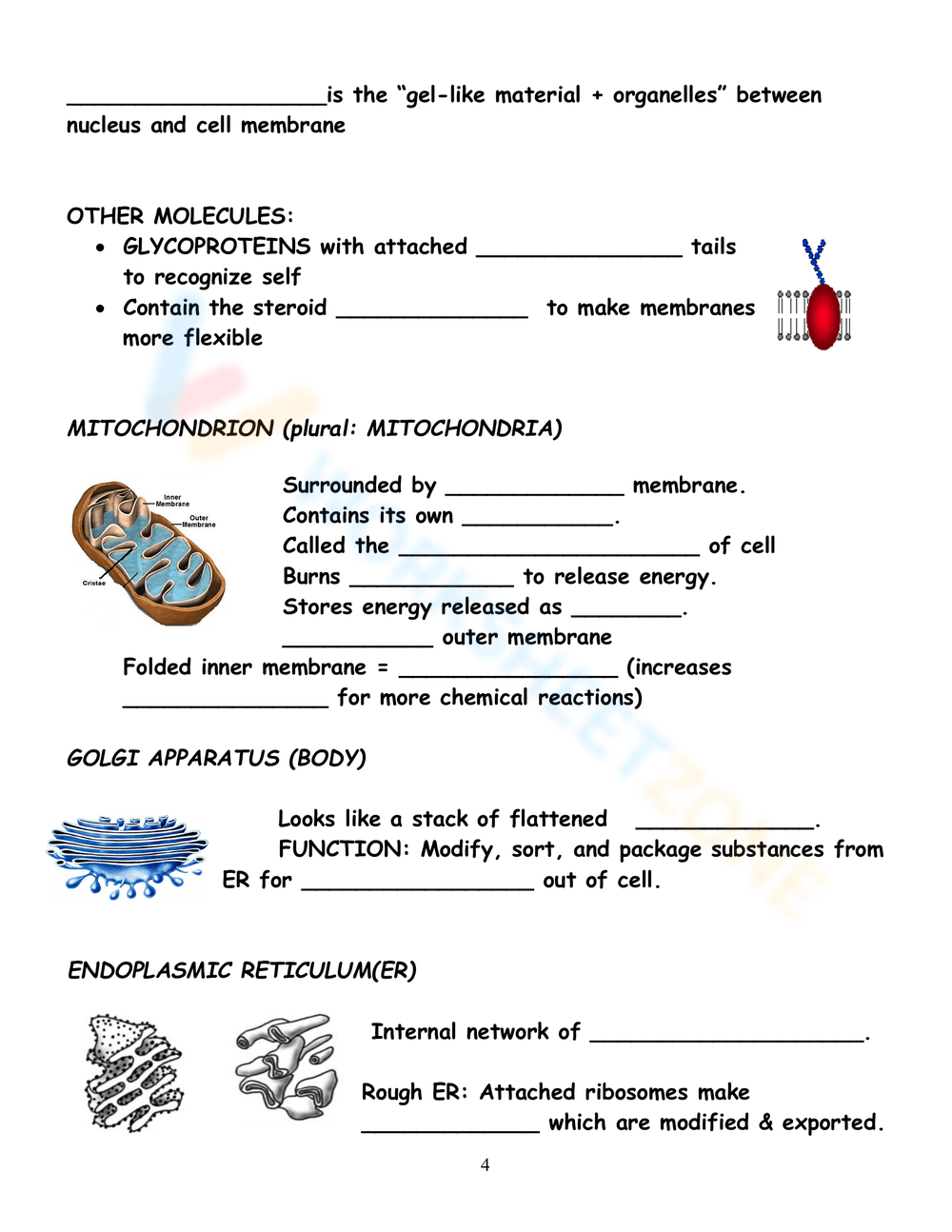 Parts Of Prokaryotic And Eukaryotic Cells Worksheet 