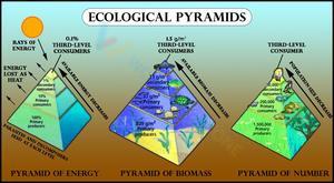 Ecological Pyramids Worksheet: Types & Functions