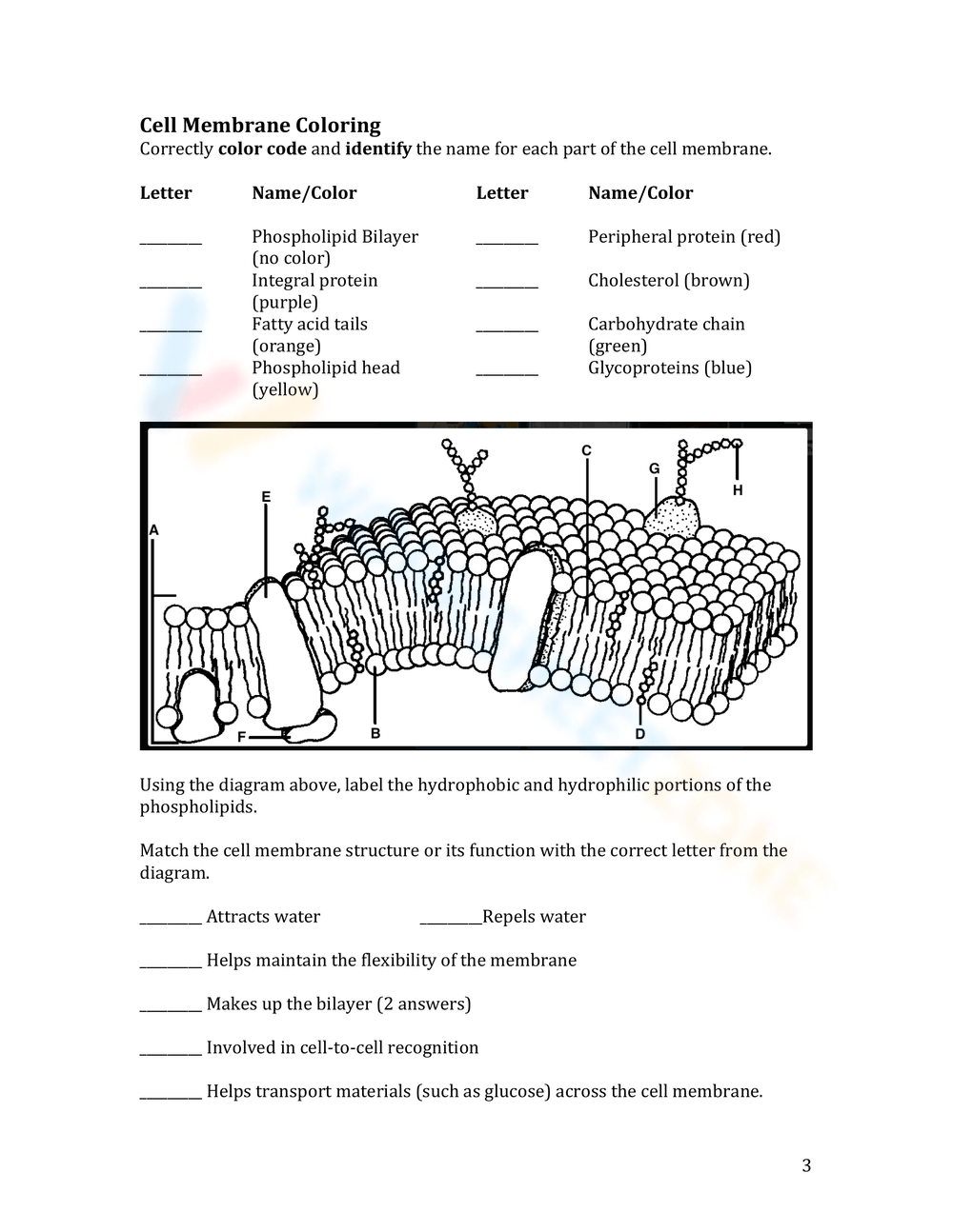 Cell Structure and Function worksheets