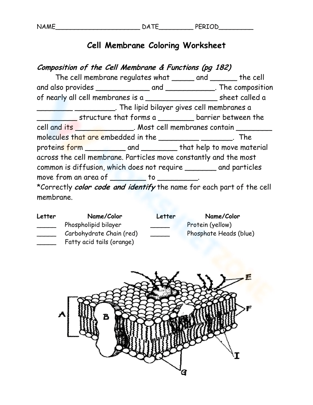 cell membrane diagram worksheet