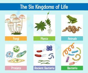 The six kingdom of life 4