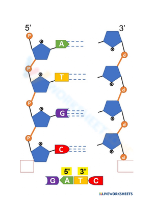 dna replication diagram worksheet