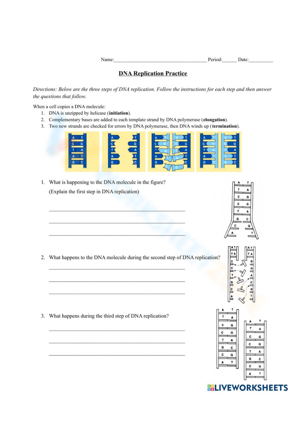 dna structure diagram worksheet