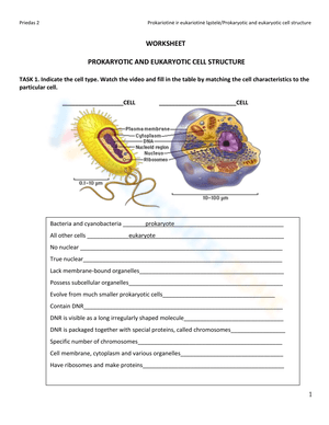 Prokaryote and Eukaryote Cells worksheets