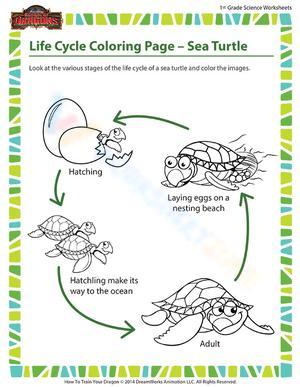 Turtle life cycle 3
