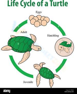 Turtle life cycle 2