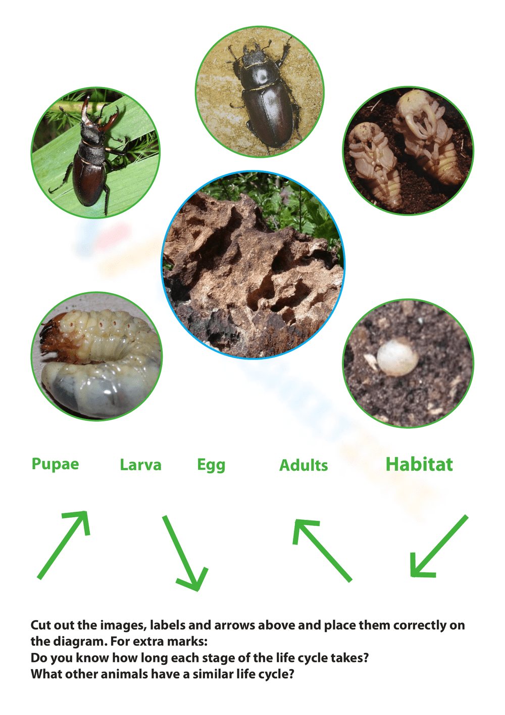 rhino beetle life cycle