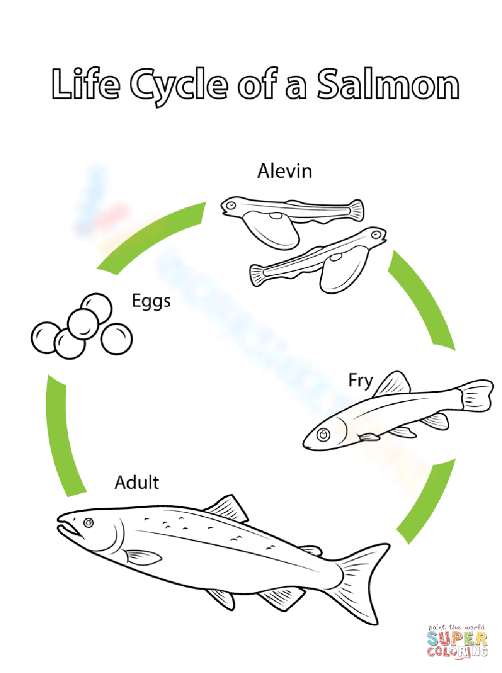 simple life cycle of a fish