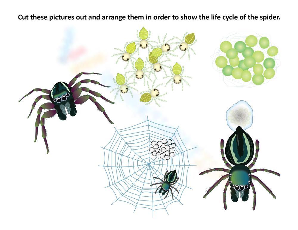 spider life cycle diagram