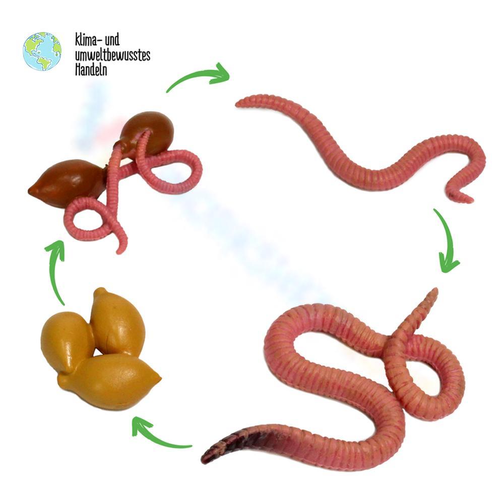 Grade 8 Earthworm Life Cycle Worksheets 2024