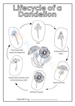Dandelion cycle