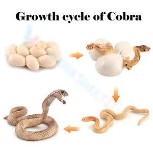 Free Printable & Interactive Snake Life Cycle Worksheets