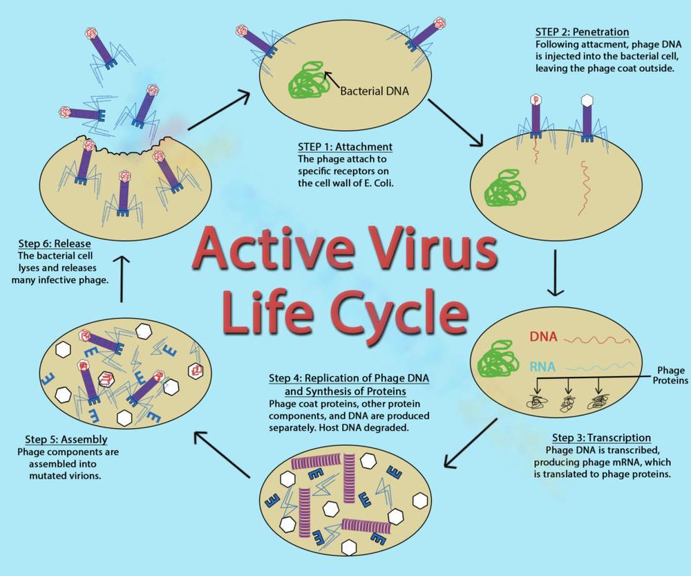 virus diagram worksheet