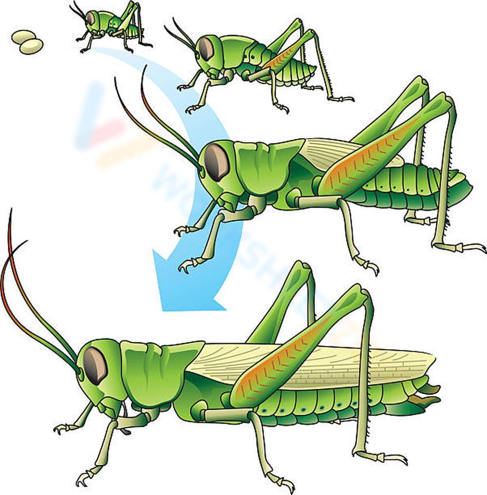 grasshopper life cycle worksheet