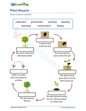 Free Printable & Interactive Plant Lifecycle Worksheets